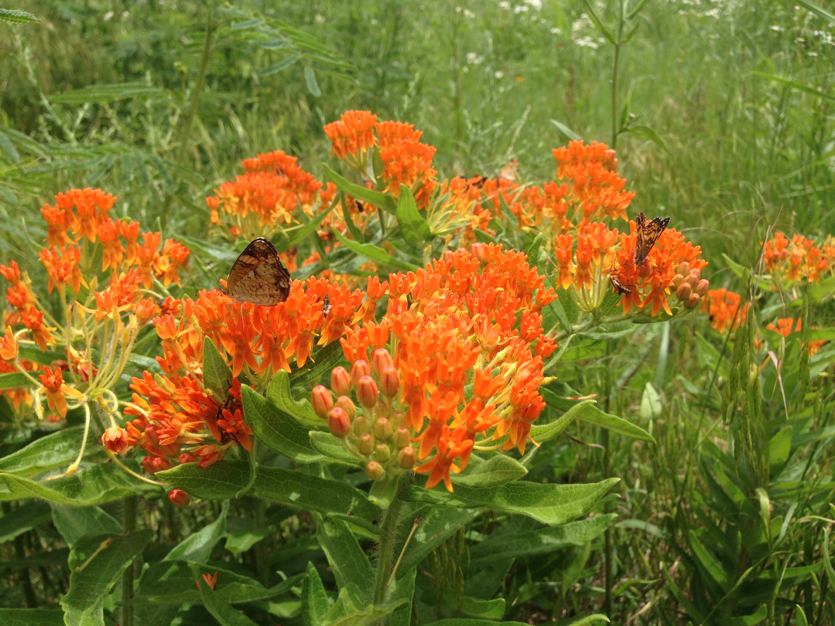 Plant Profiles Butterfly Milkweed Dyck Arboretum