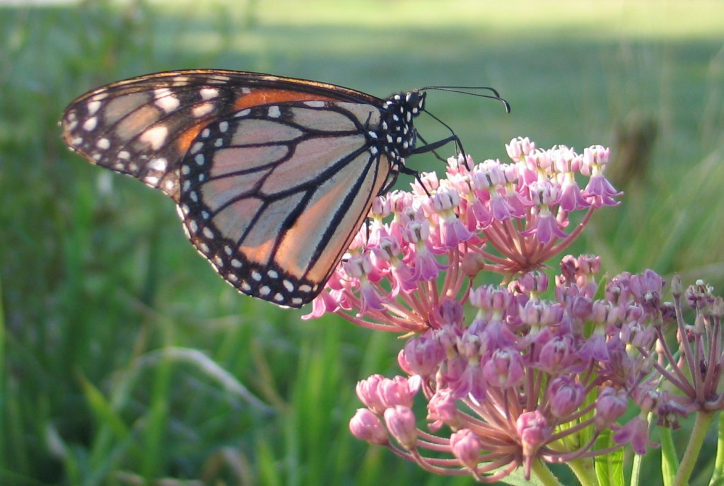 Six Ways You Can Help the Pollinators - Dyck Arboretum