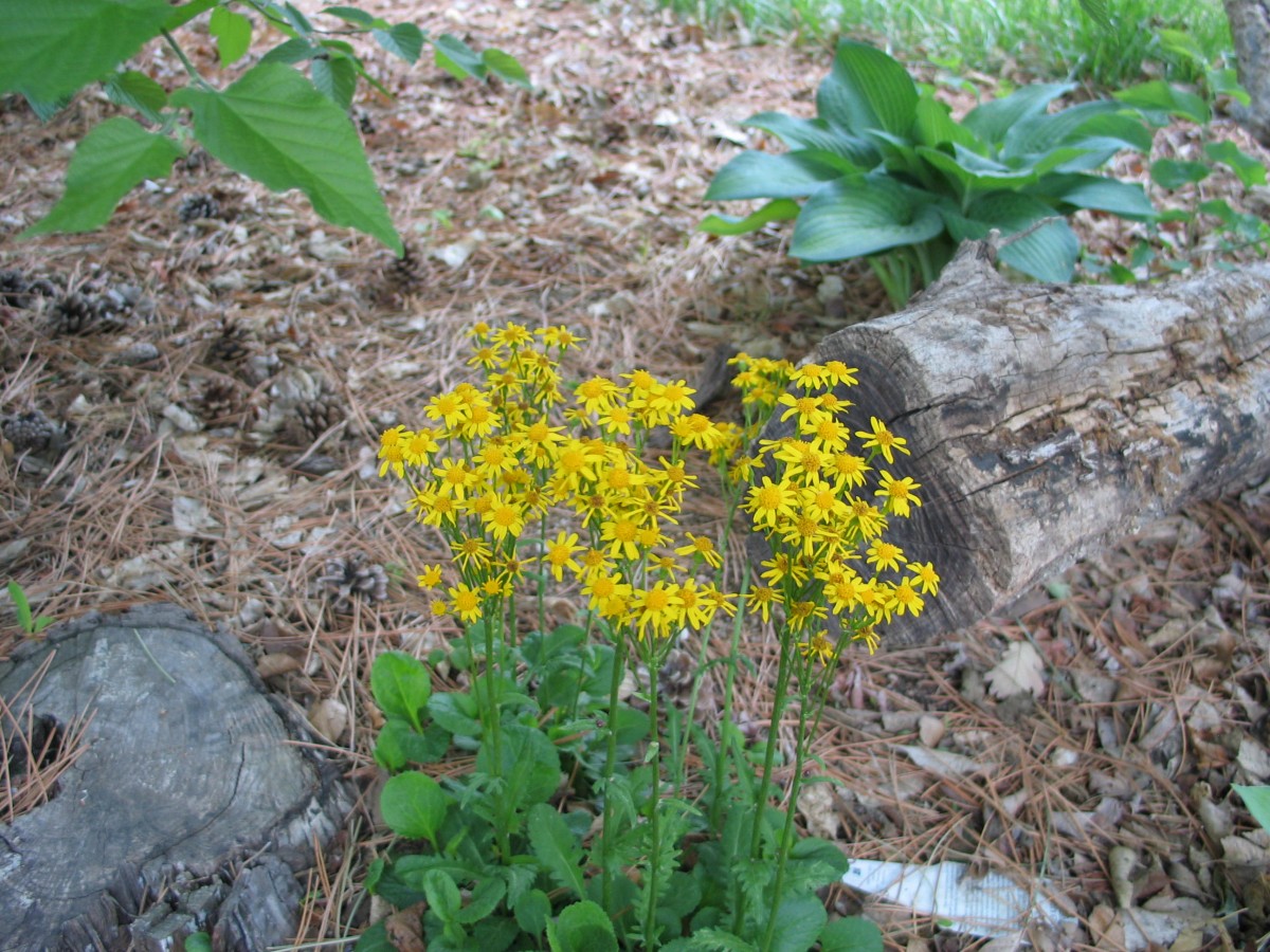 A Native Shade Garden - Dyck Arboretum