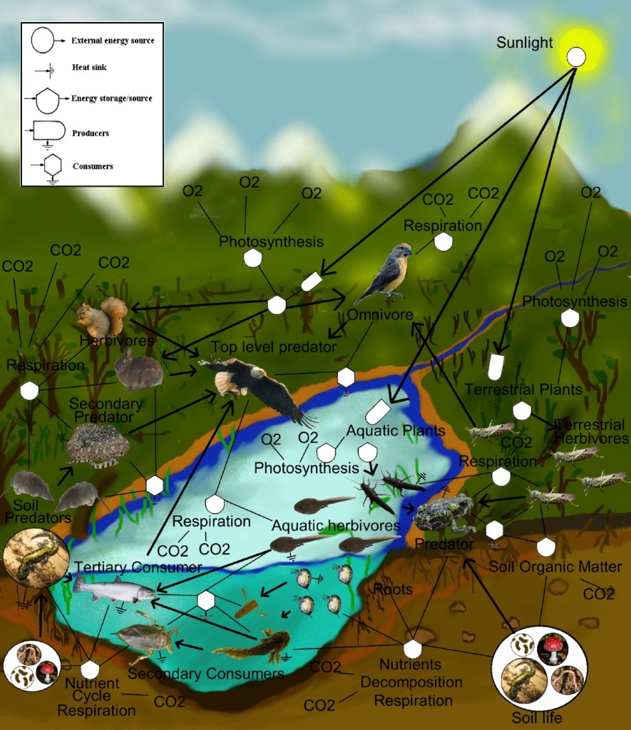 FoodWeb