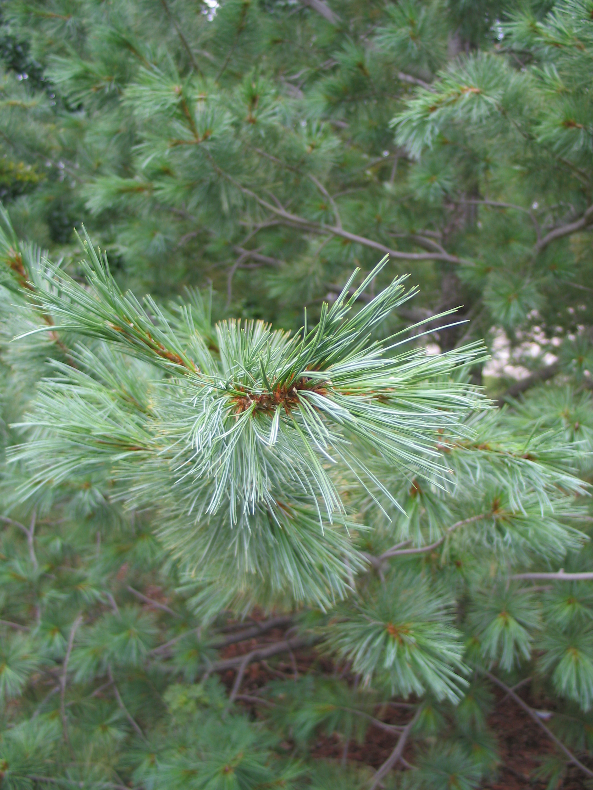 Southwestern White Pine
