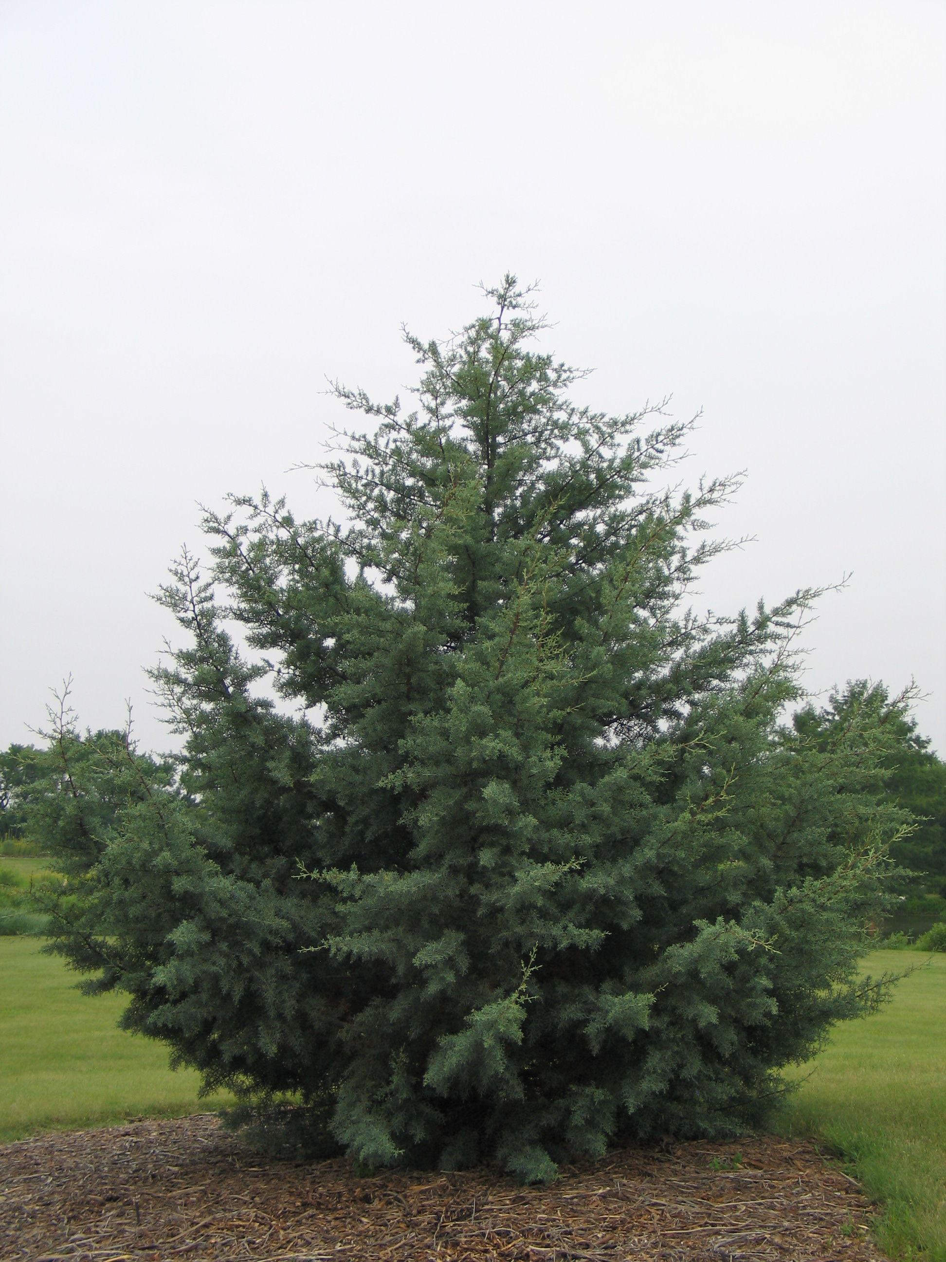 Arizona Cypress