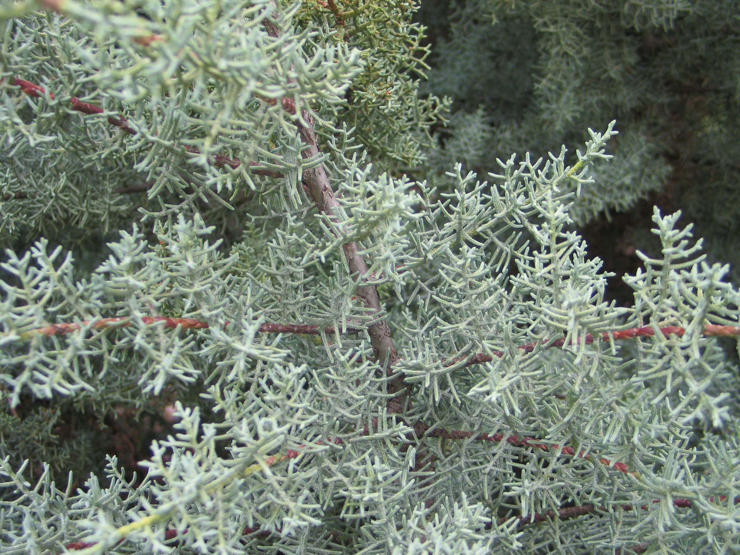 Arizona Cypress