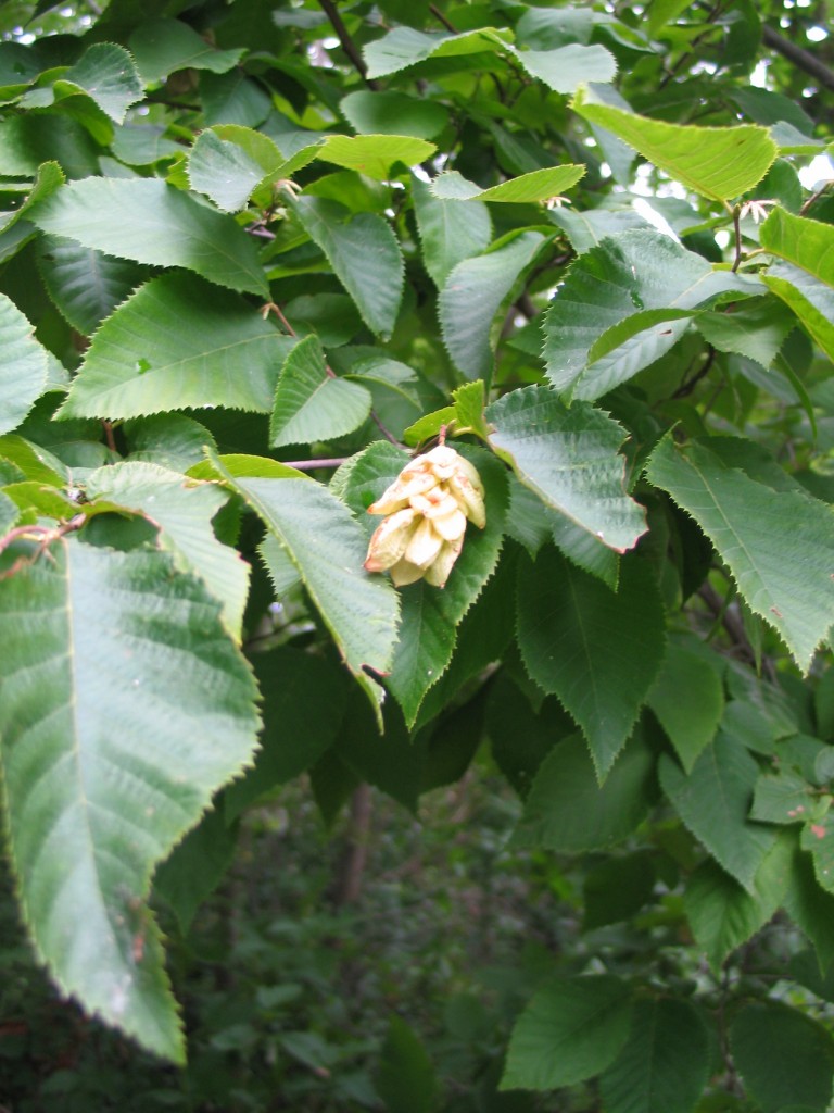 Kansas trees Archives Dyck Arboretum