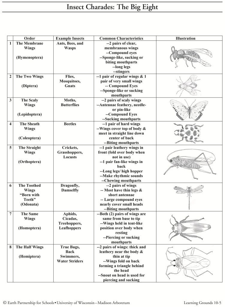 InsectOrders-onepage4