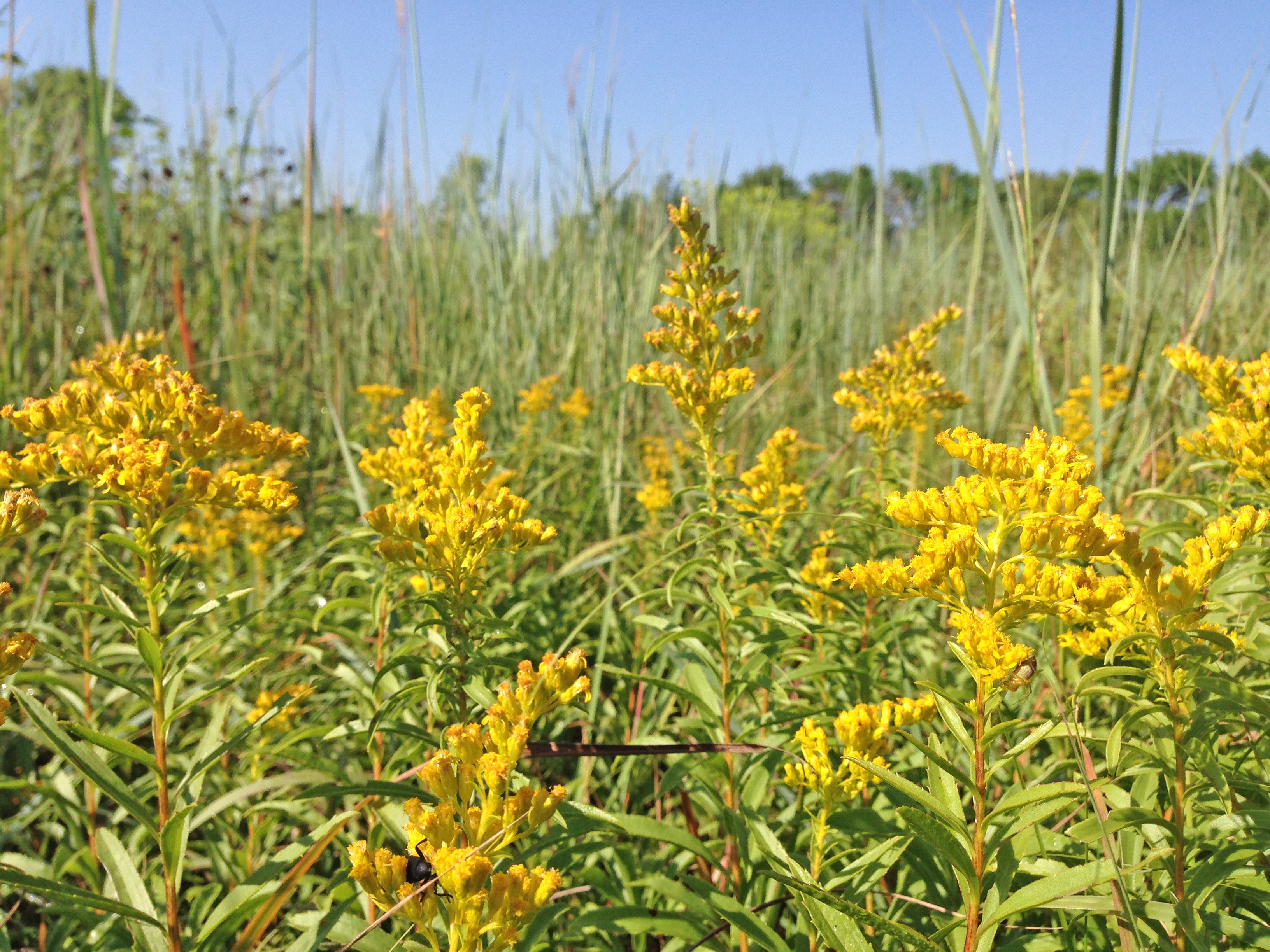 Common Ragweed Flower