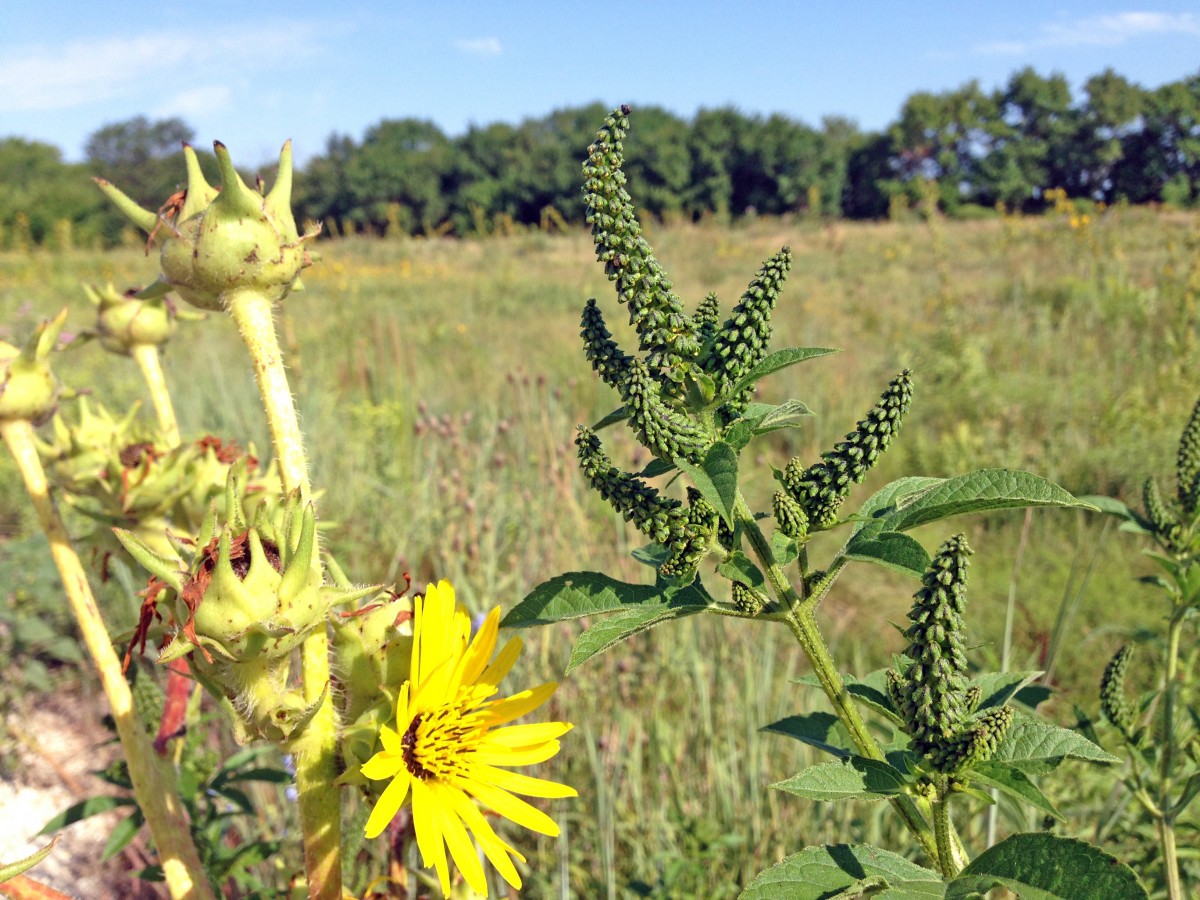 giant ragweed Archives - Dyck Arboretum