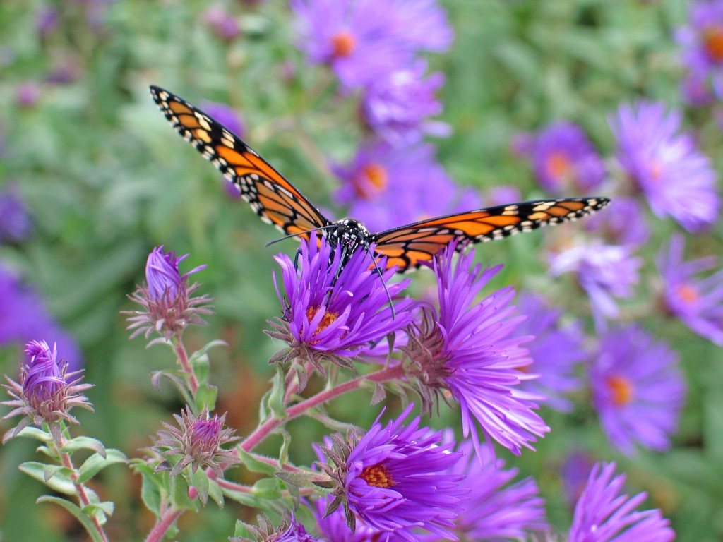 LateSummerFlowers-2008_ 044