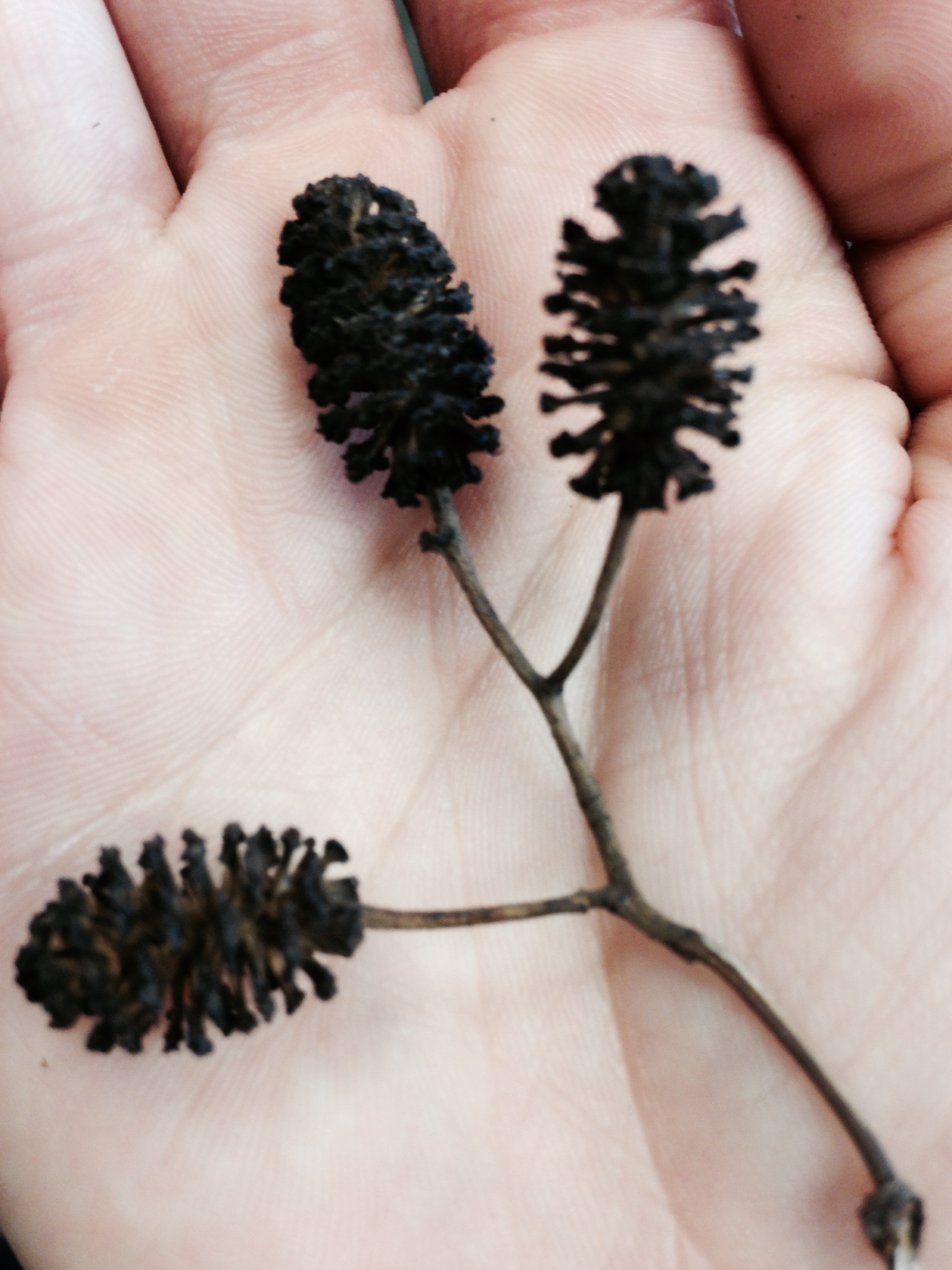 pine cone seeds look like