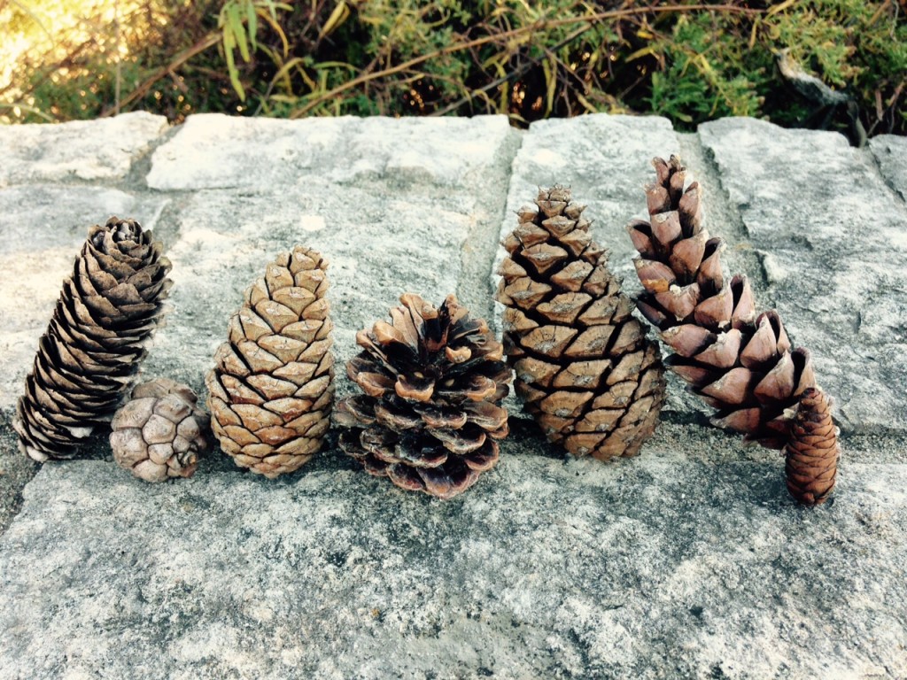 Cones of the Arb