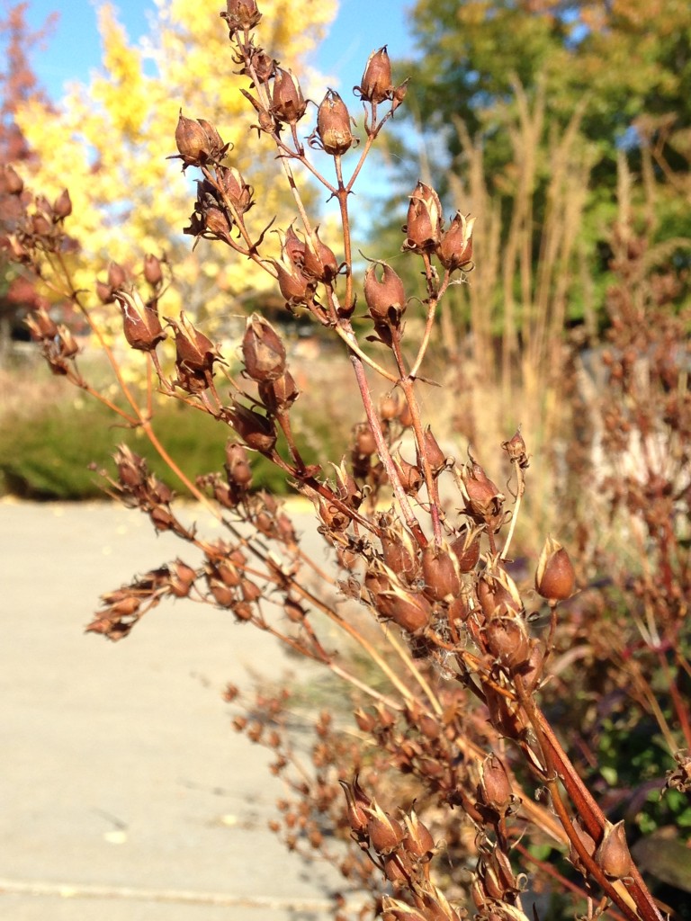 Penstemon digitalis seed pods near Dyck Arboretum Visitor's Center