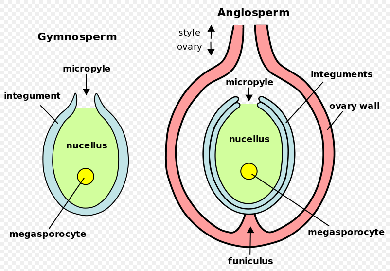 Public domain image from wikimedia commons - https://commons.wikimedia.org/wiki/File:Ovule-Gymno-Angio-en.svg