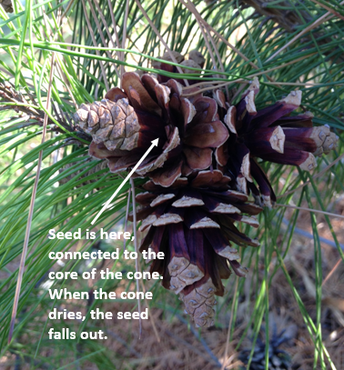 pine cone seeds look like