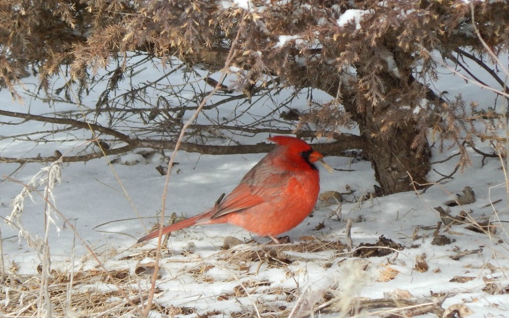 Cardinal at Dyck Arboretum