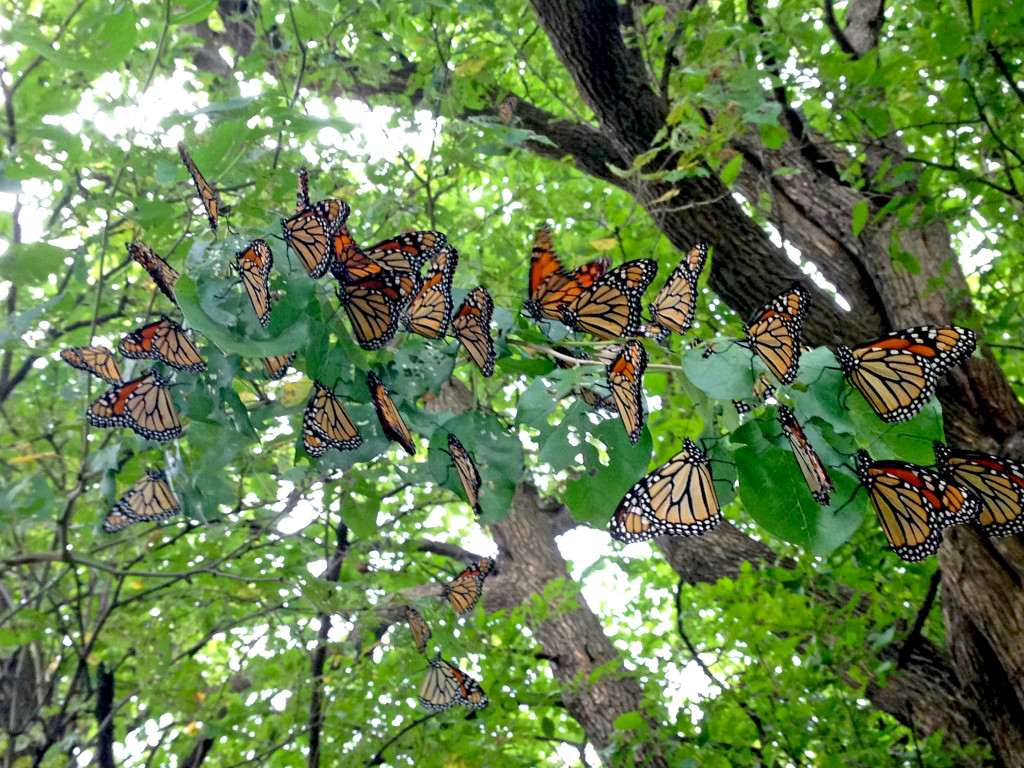 Monarch migration through Kansas, September 2015 at Dyck Arboretum