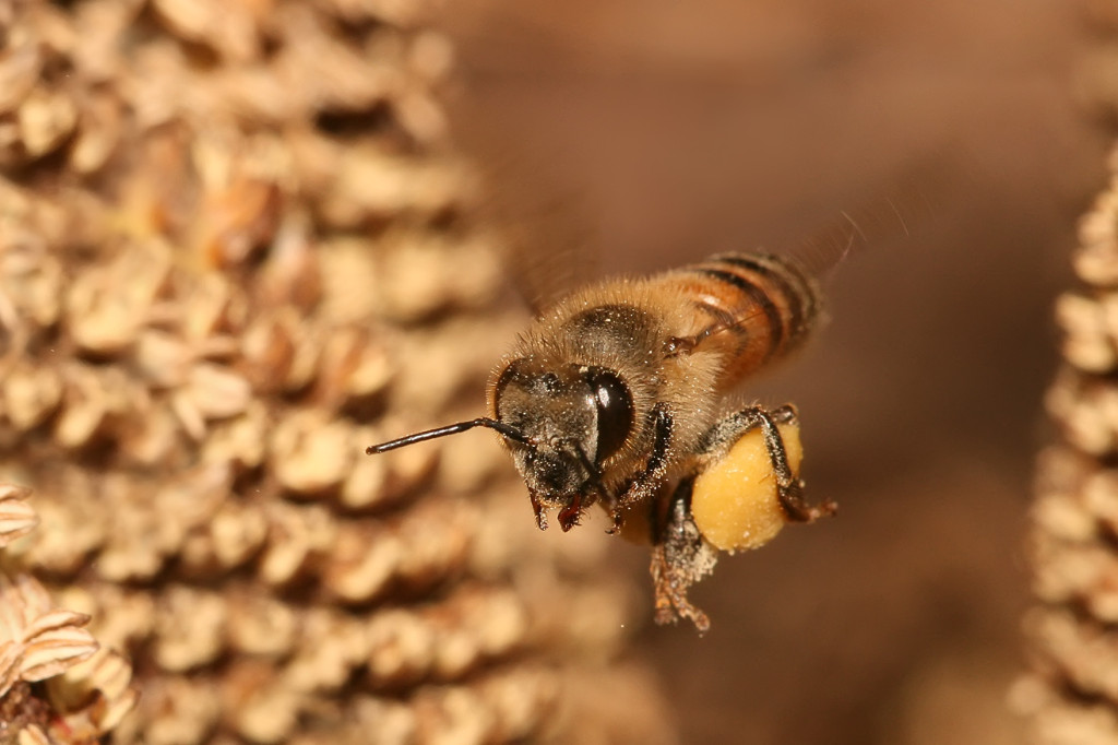 WikipediaHoneyBeePhoto