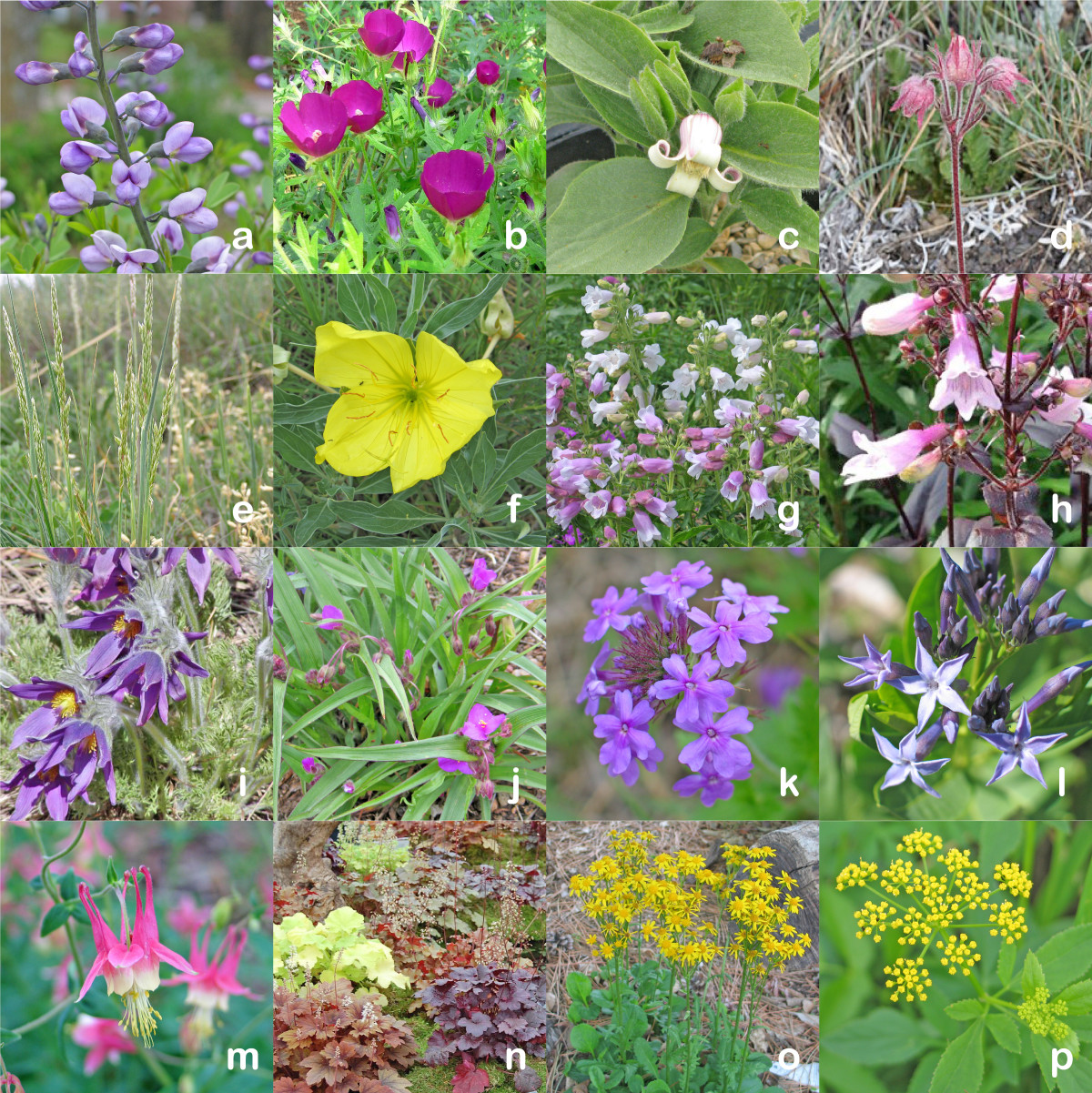 Spring Flowering Native Plants Dyck Arboretum