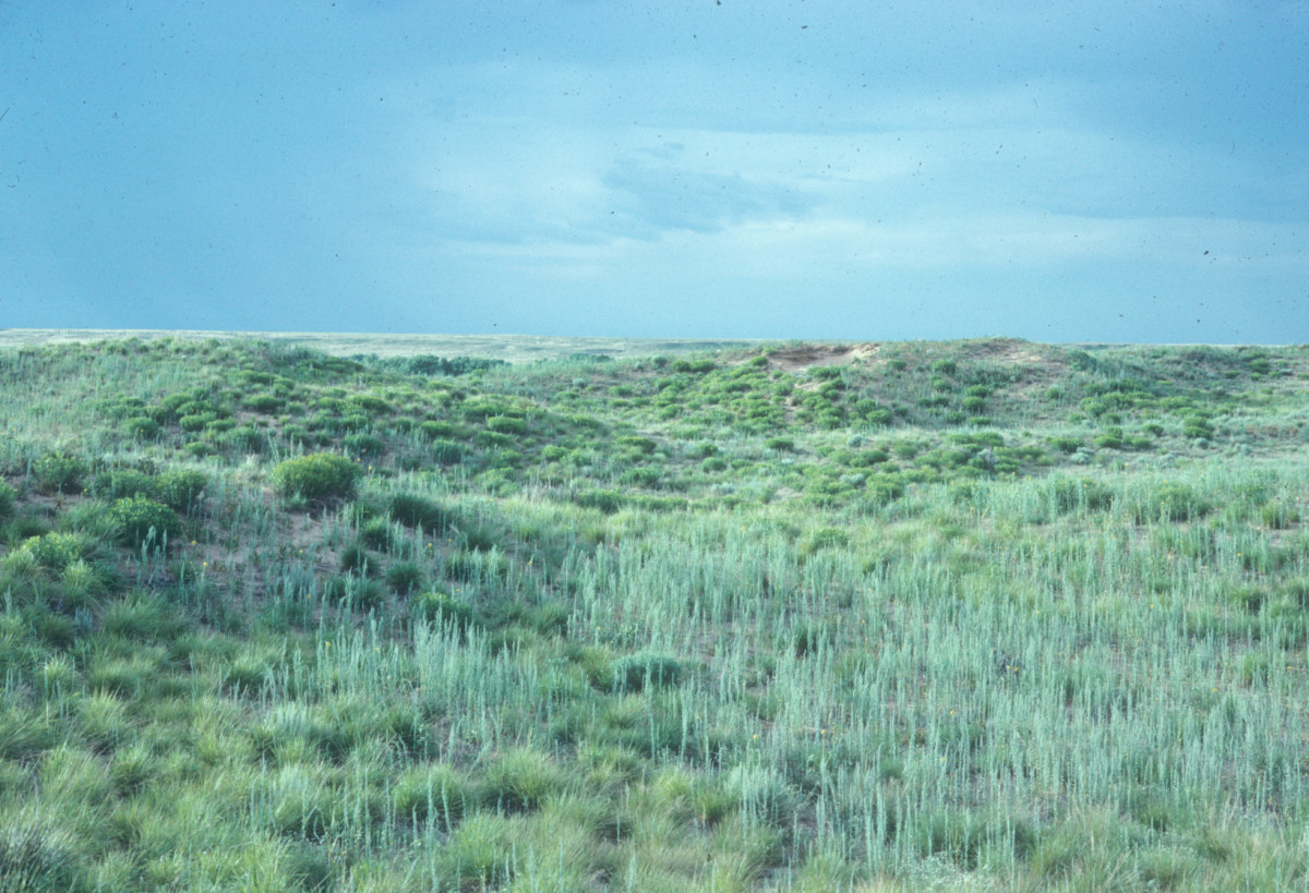 Sharing the Simple Beauty of Kansas Dyck Arboretum