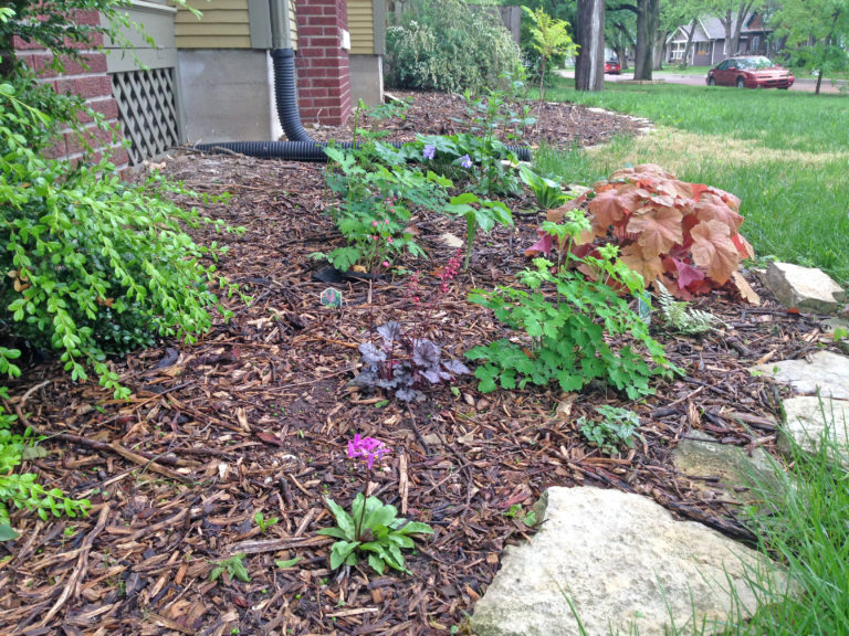 Landscaping with Native Plants – One Small Step at a Time - Dyck Arboretum