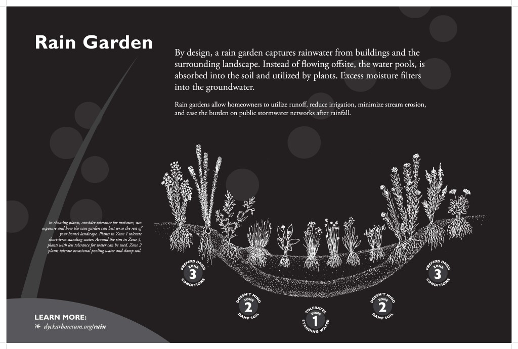 VIRTUAL Native Plant School: Rain Gardens