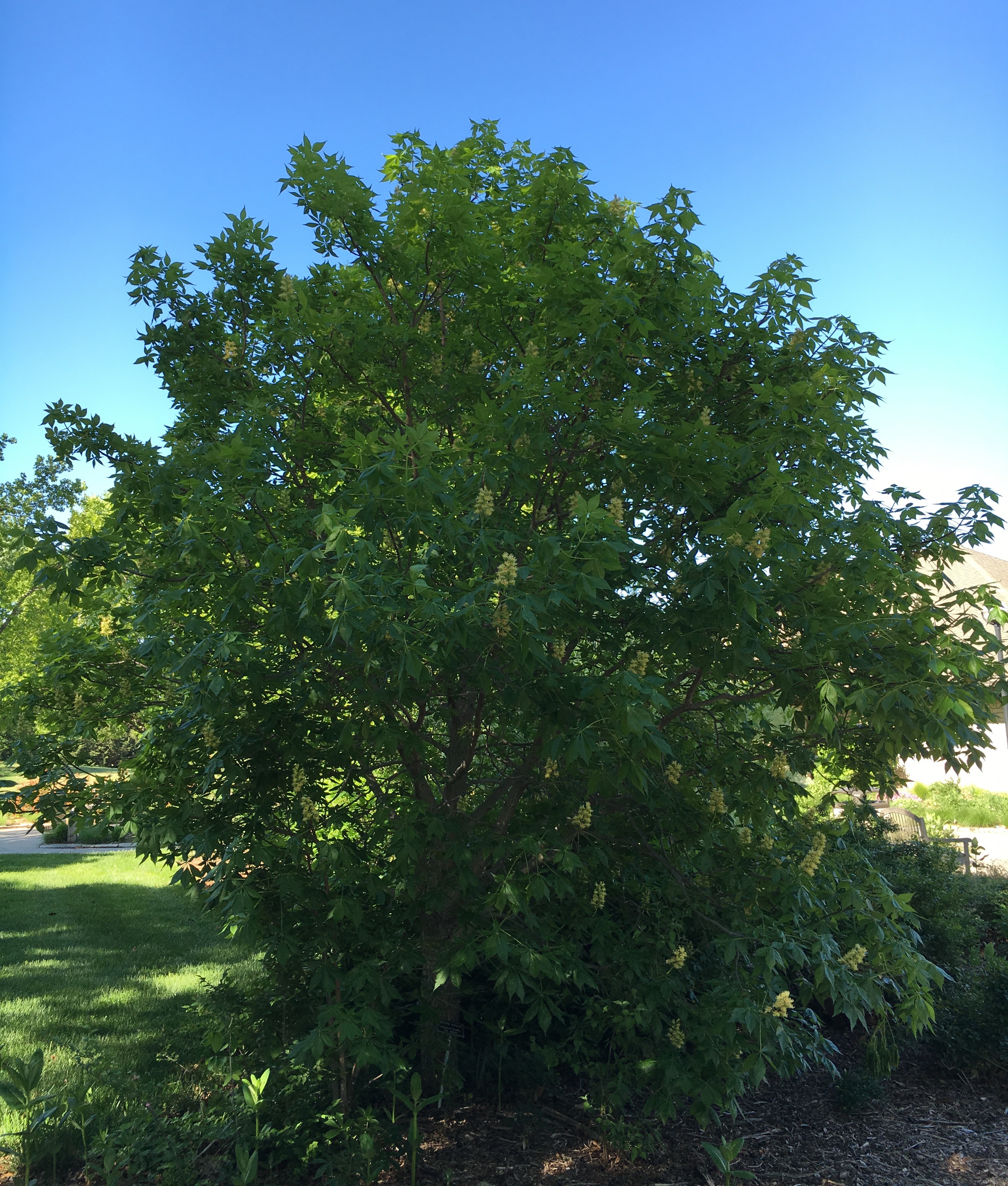 Plant Profile: My Run-in With A Texas Buckeye - Dyck Arboretum