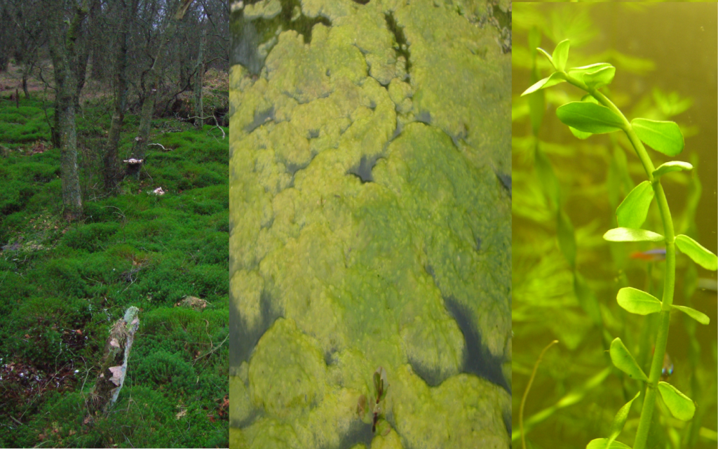 From left to right: moss in a Scotland bog, Spirogyra algae on a Romanian pond and an aquatic plant in an aquarium. 
