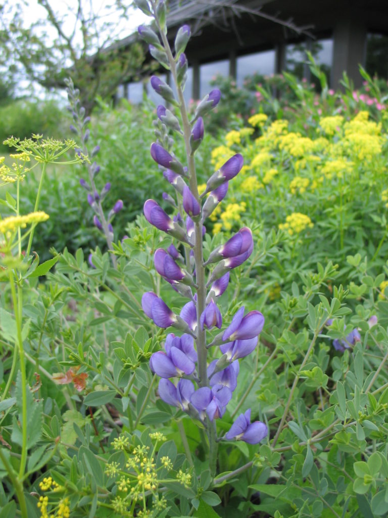 Sunny Native Landscapes