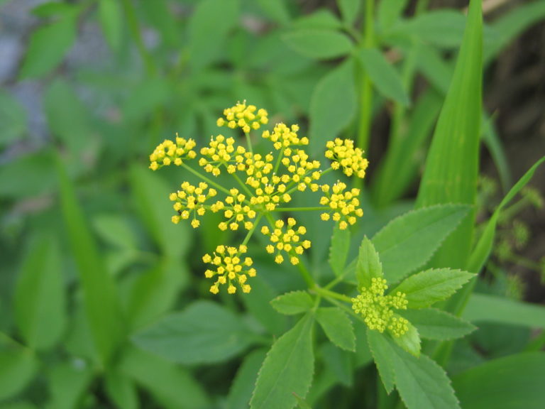 Plant profile: Golden Alexander (Zizia aurea) - Dyck Arboretum