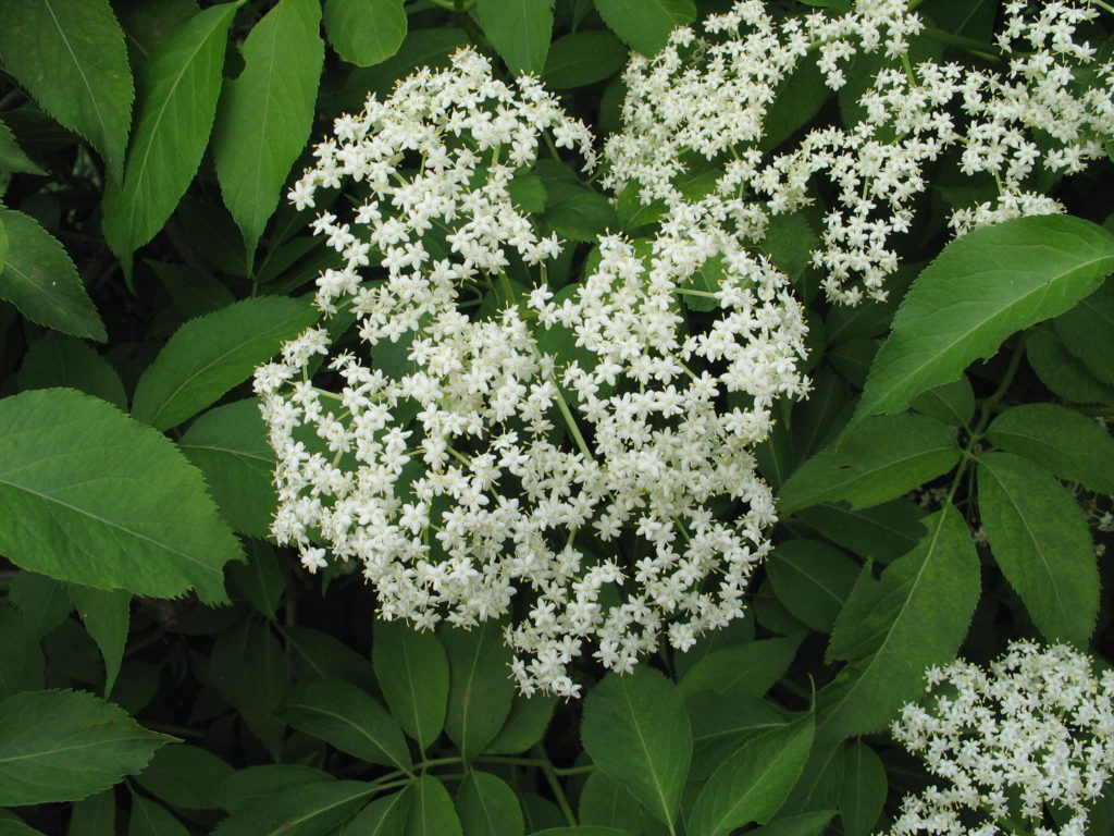 Shrubs for Bees - Dyck Arboretum