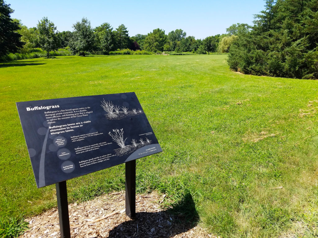 Native Plant School: Buffalo Grass Lawns