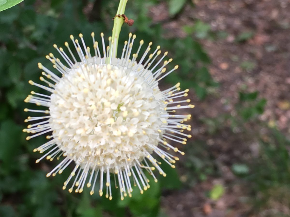 kansas native plants Archives Dyck Arboretum