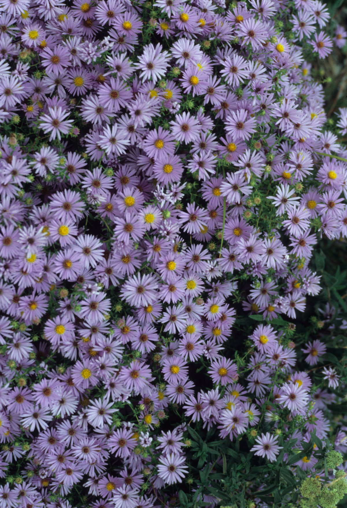 aromatic aster Archives Dyck Arboretum