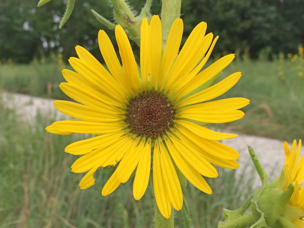 compass plant Archives Dyck Arboretum