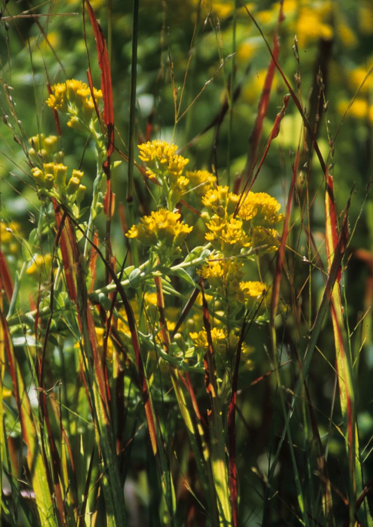 Do Native Grasses Help Pollinators? Dyck Arboretum