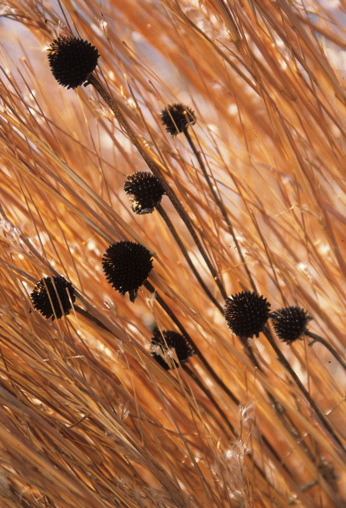 Raindrops on Evergreen Branches Photograph by Susan Schmidt - Fine