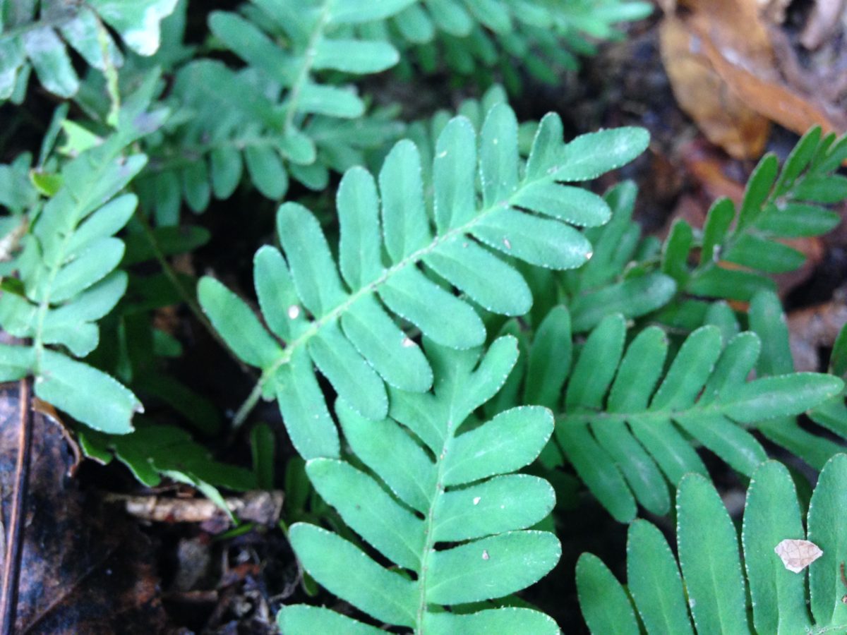 Missouri native plants Archives Dyck Arboretum