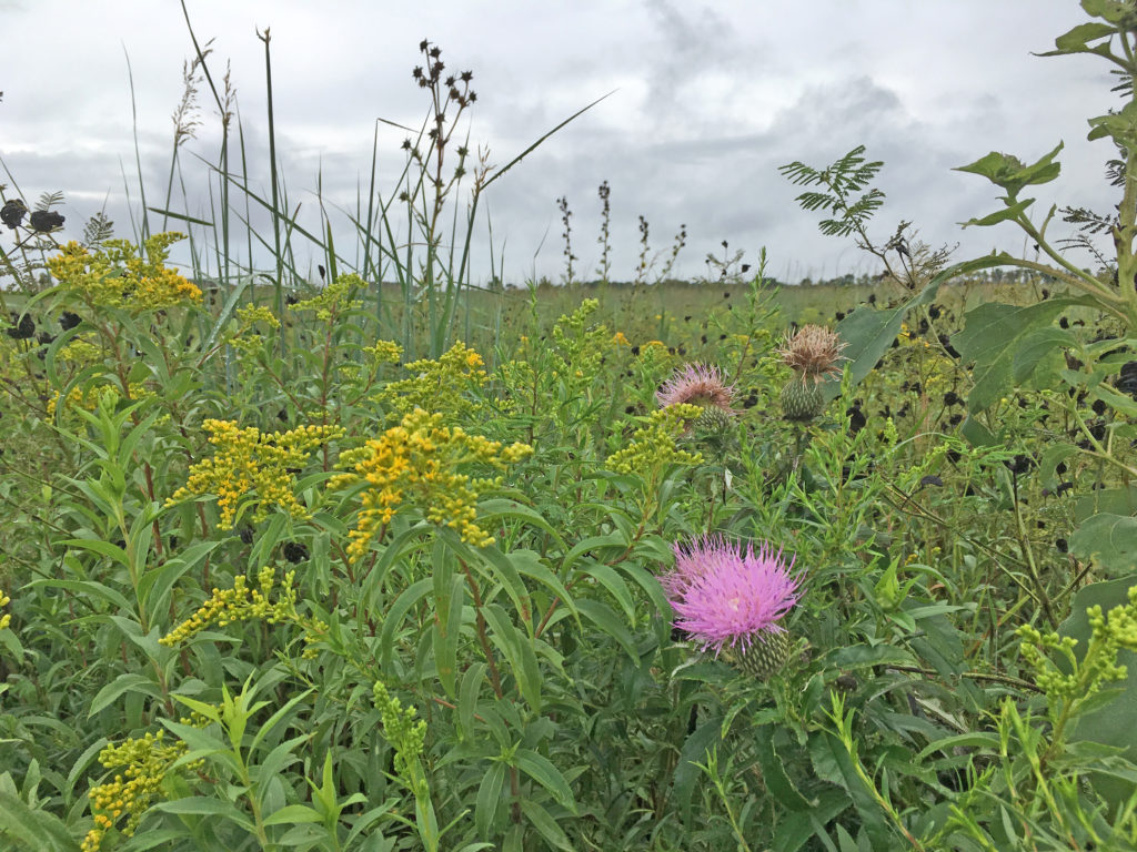 Reconstructed Prairie at Dyck Arboretum of the Plains.