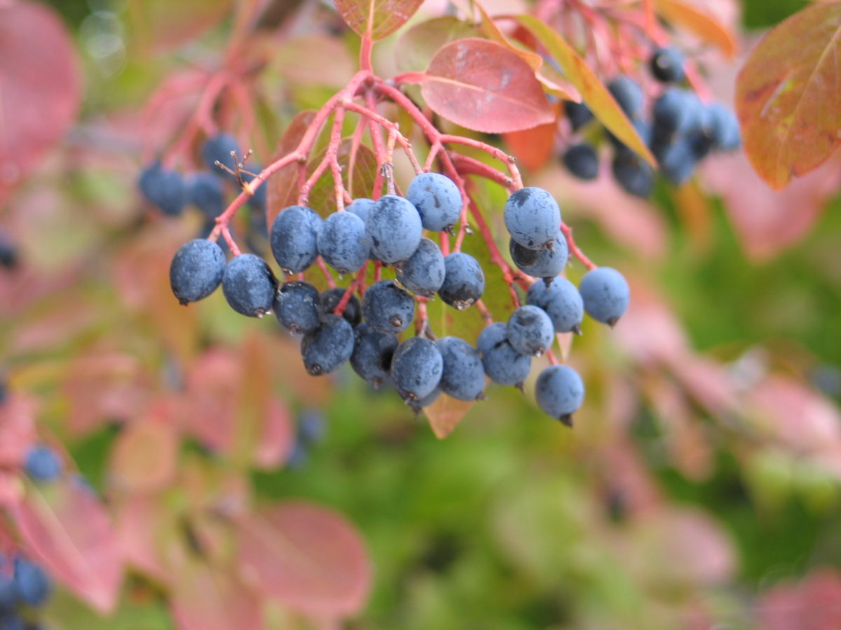 Blackhaw Viburnum fruit and fall color.