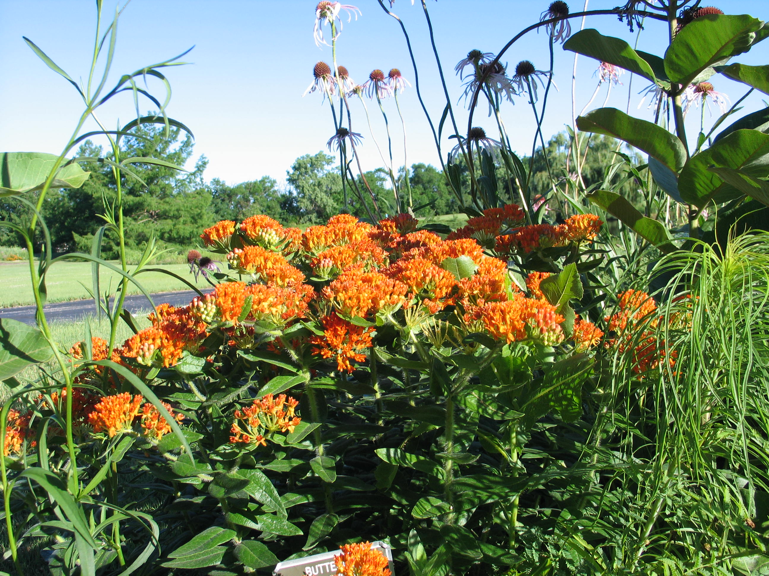 Butterfly Milkweed-2017 Perennial Plant of the Year™ - Dyck Arboretum