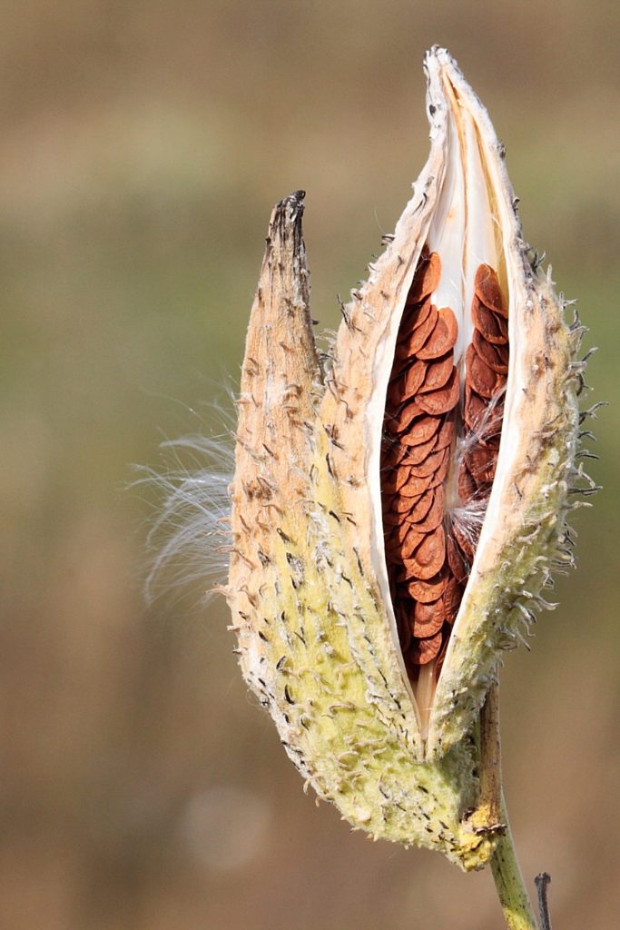 Native Plant School: Plant Propagation