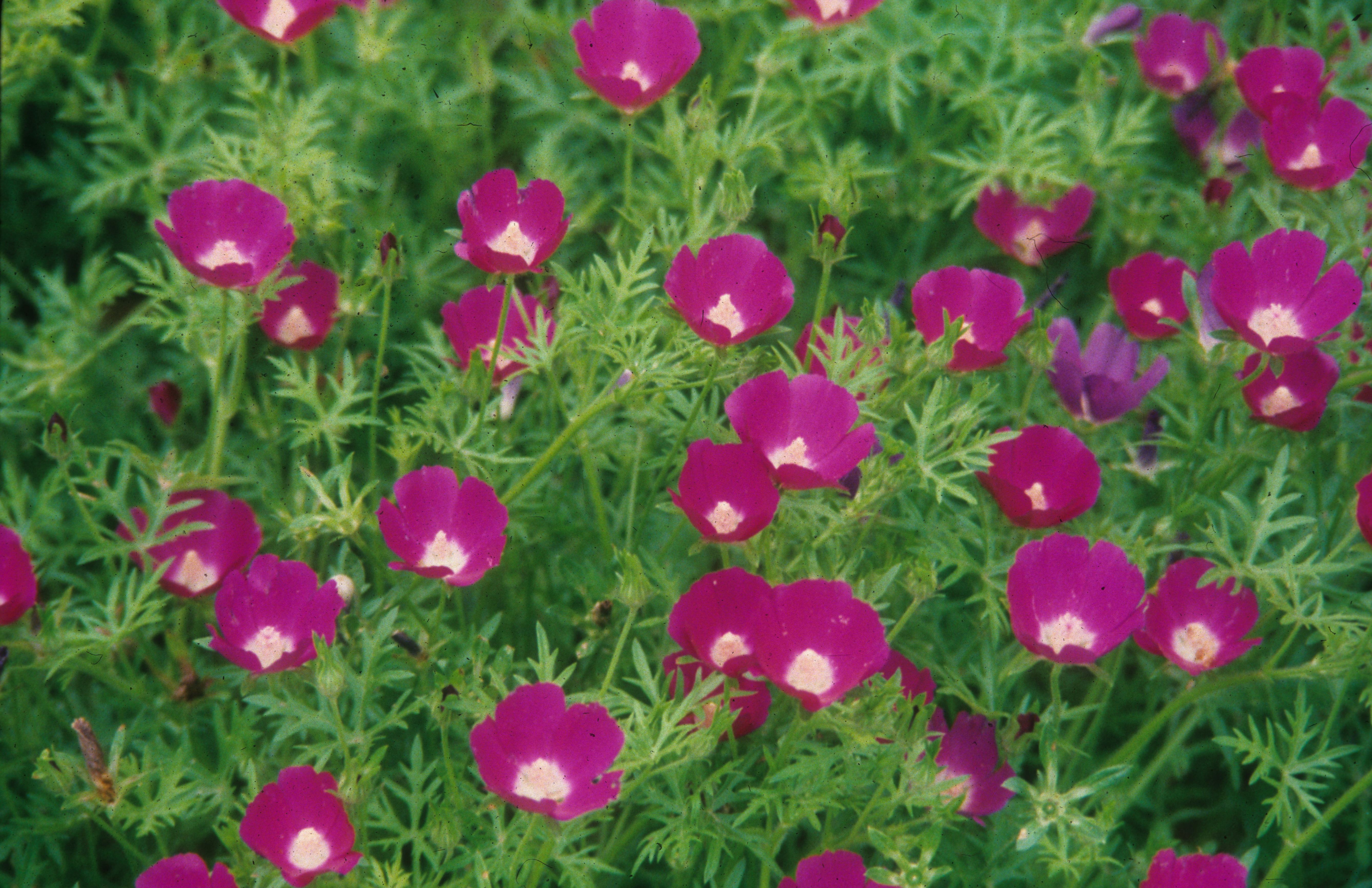 ground covers for sun