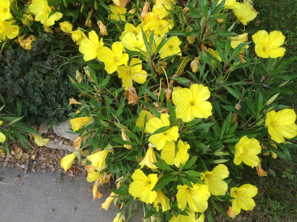 is creeping phlox poisonous to dogs