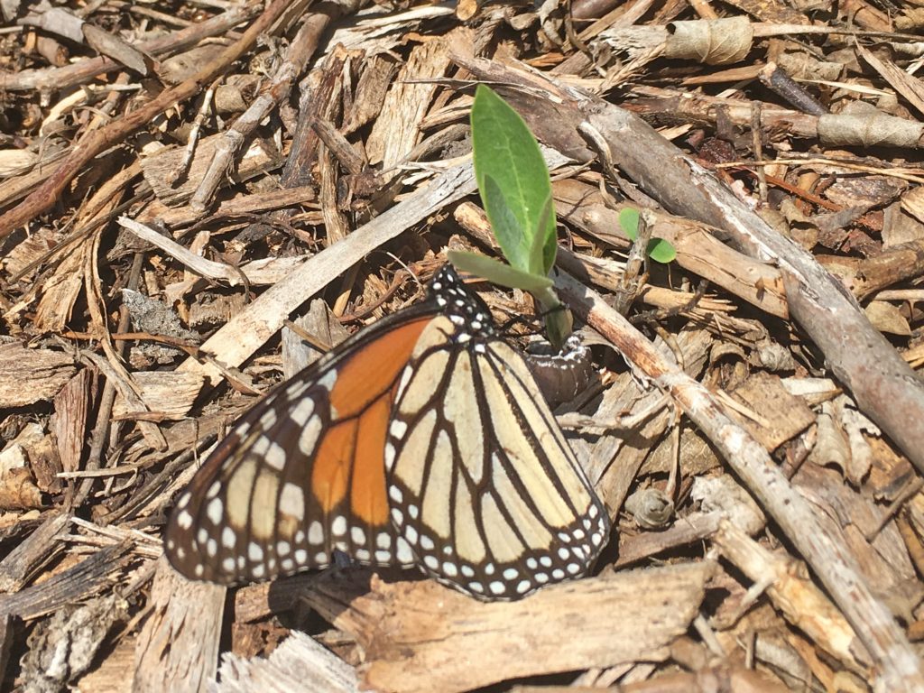 Citizen Science Kit - Monarch Butterflies! - Friends of the Arboretum (FOA)