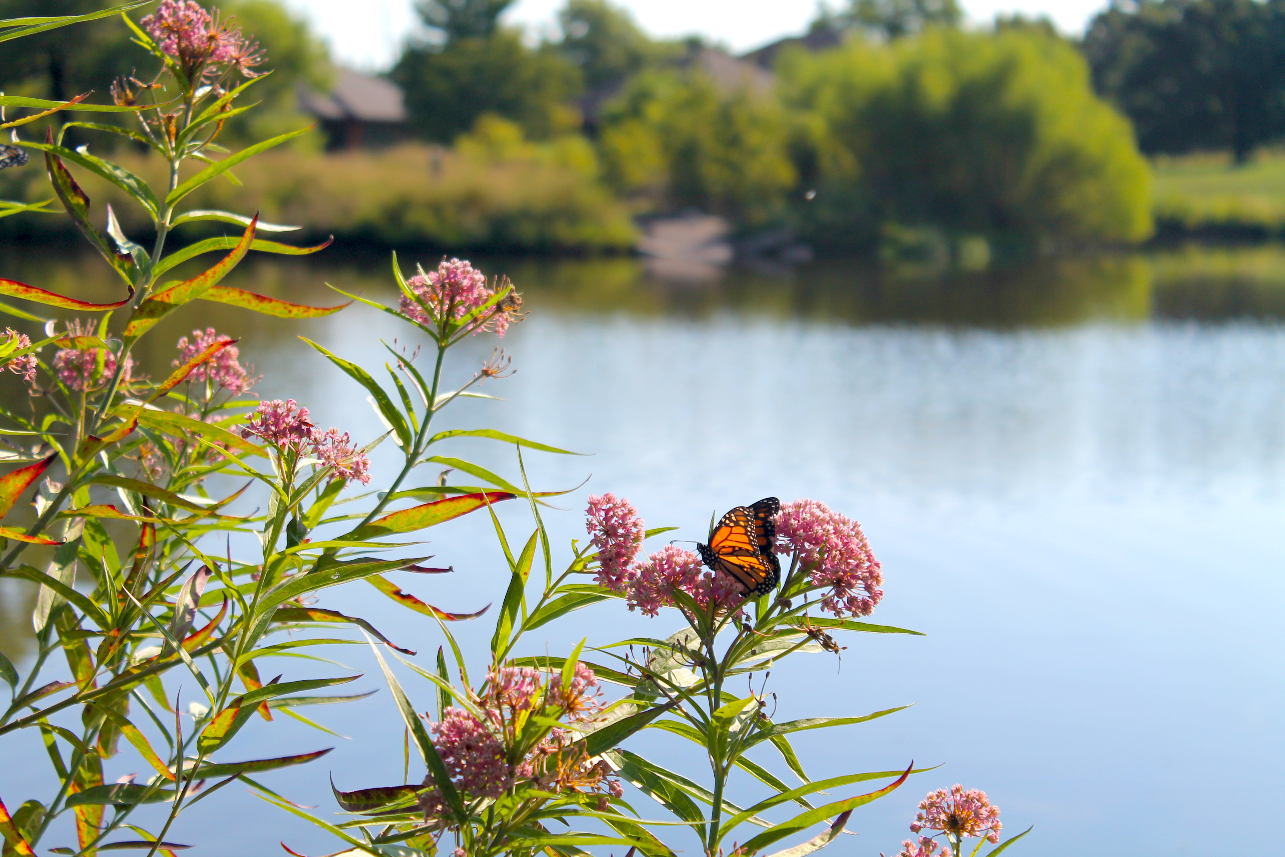 Shrubs for Bees - Dyck Arboretum