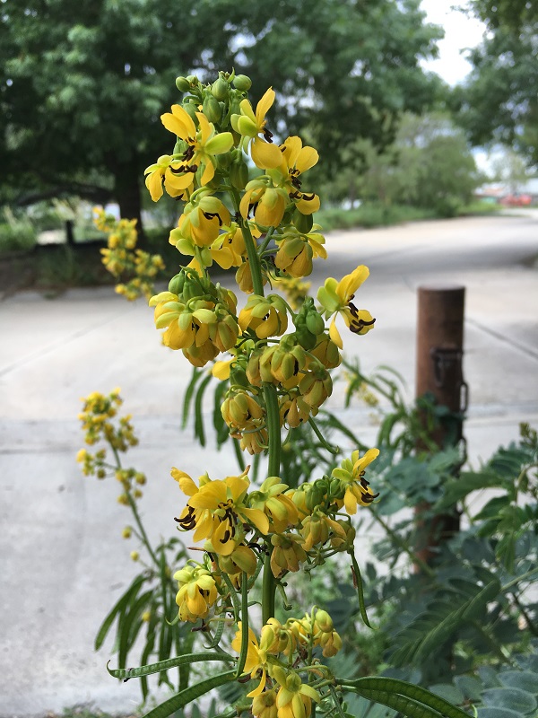 Winter Wild Senna Plant