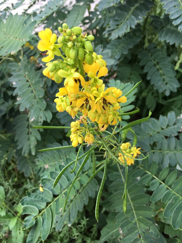 Winter Wild Senna Plant