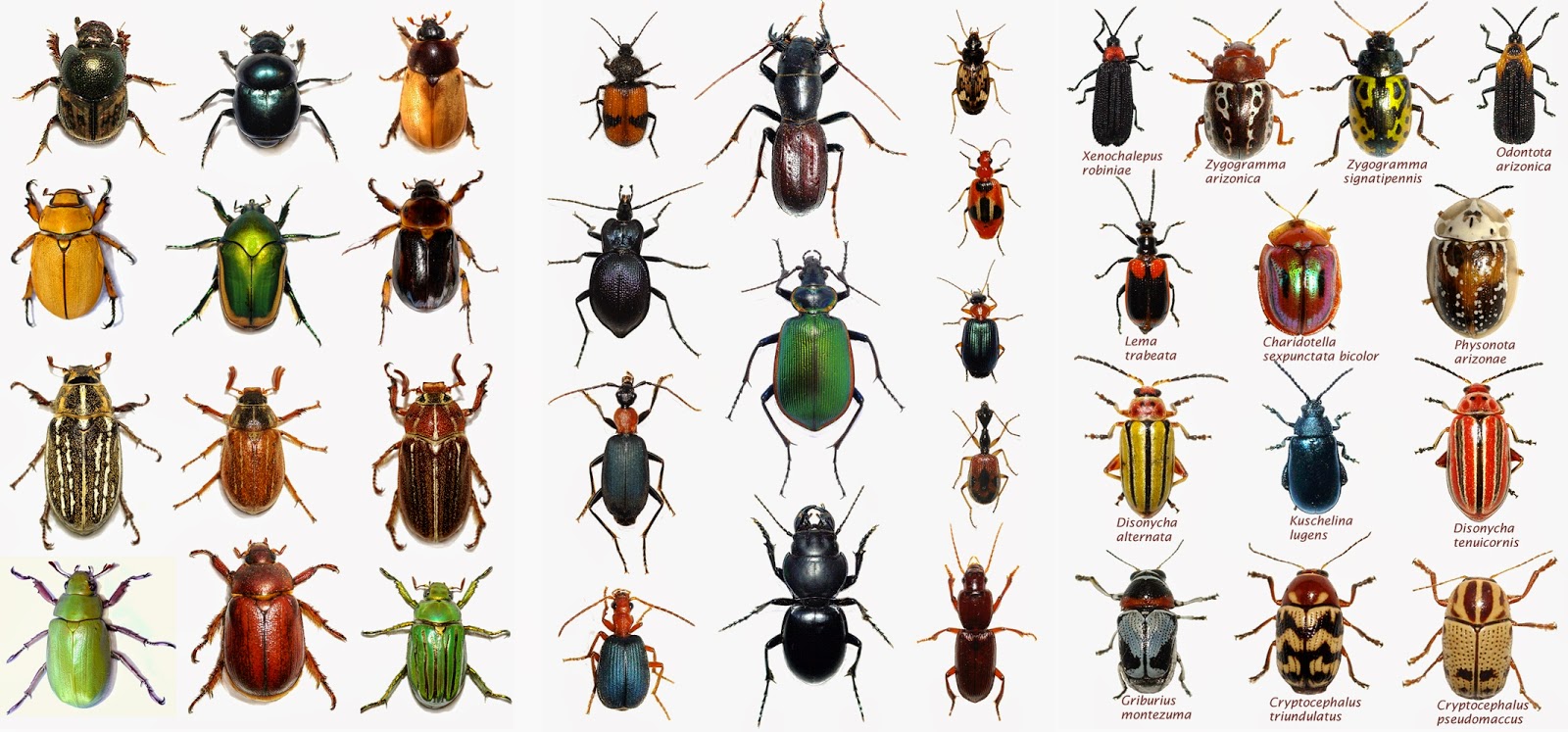 Beetle Species Usa