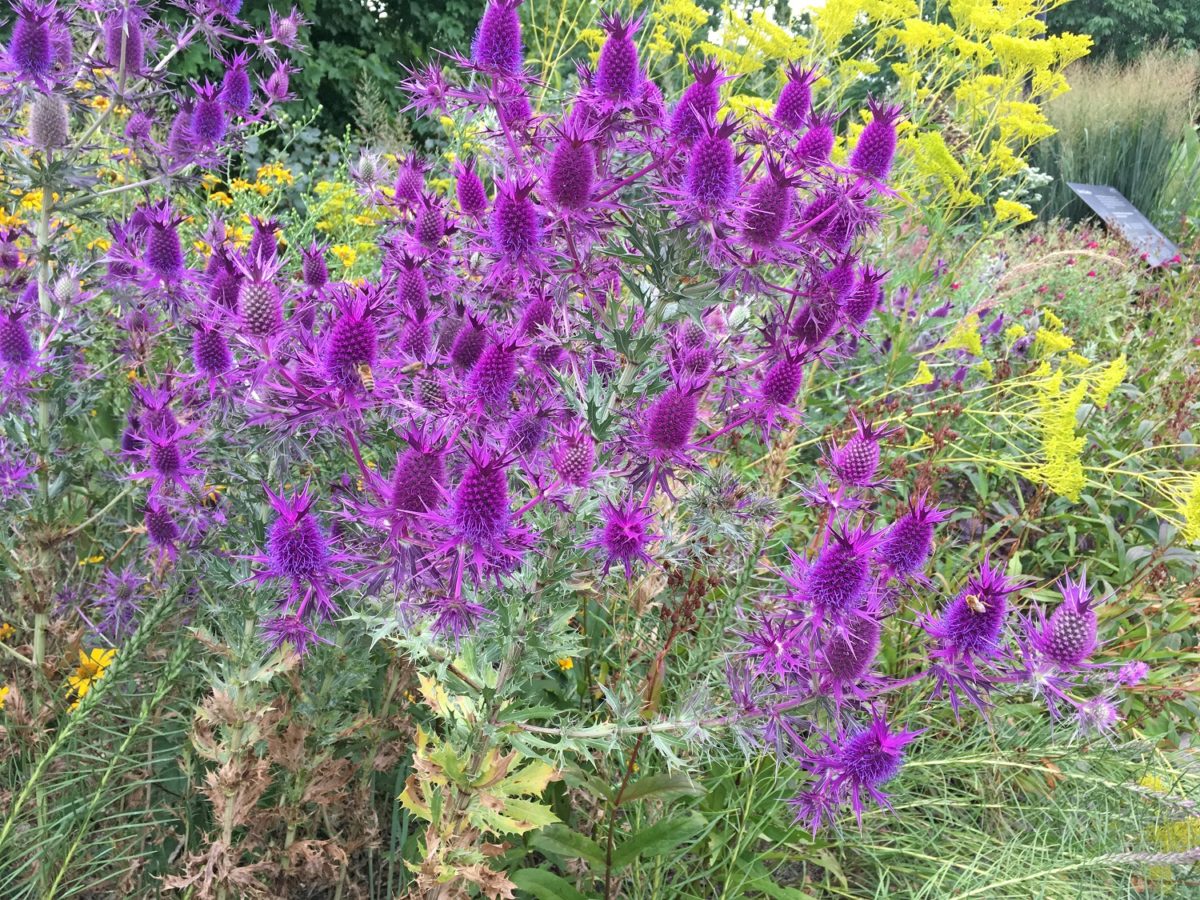 The Wildly Attractive Leavenworth Eryngo Dyck Arboretum