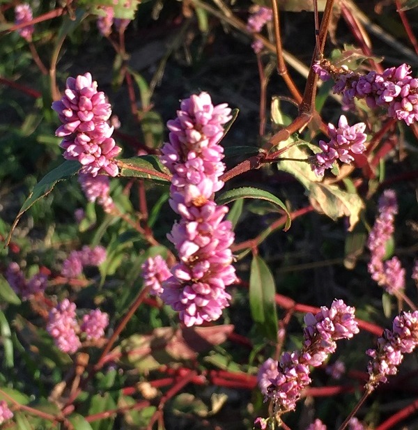 pink smartweed Archives - Dyck Arboretum