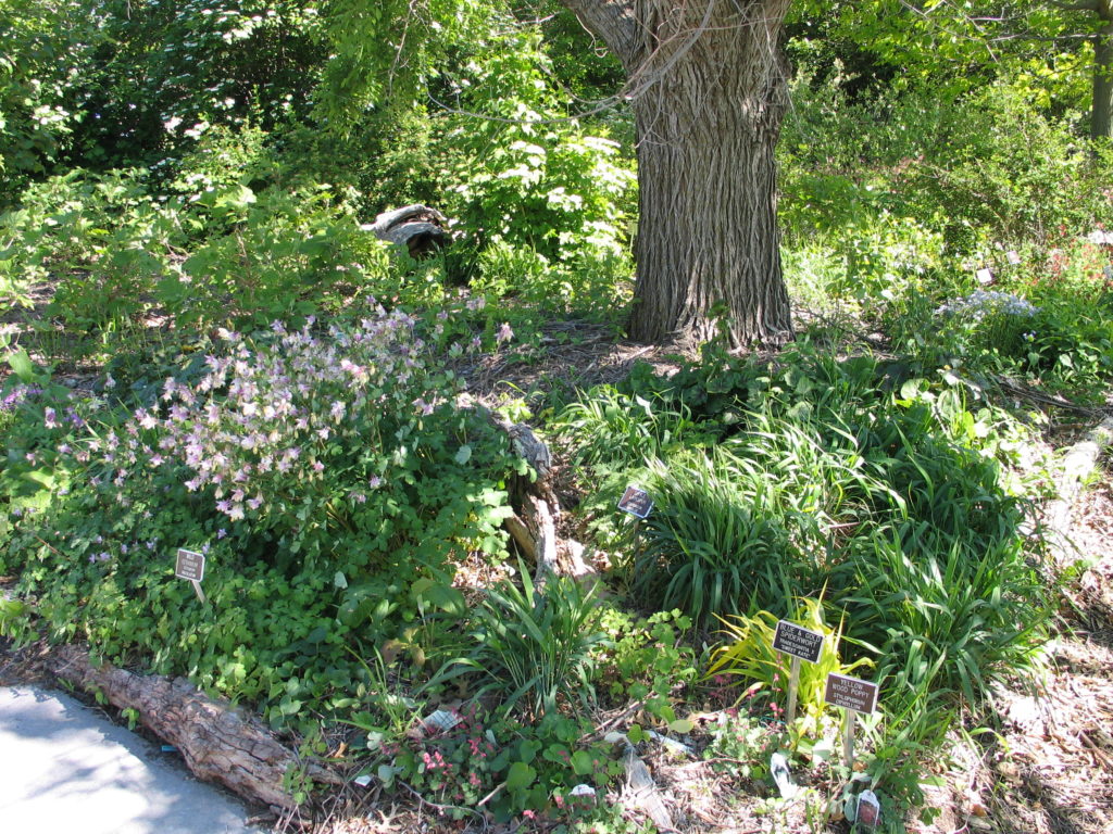 Native Plant School: “Natives for the Shade” & “Native Shrubs”